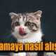 Kedi mamaya nasıl alıştırılır?