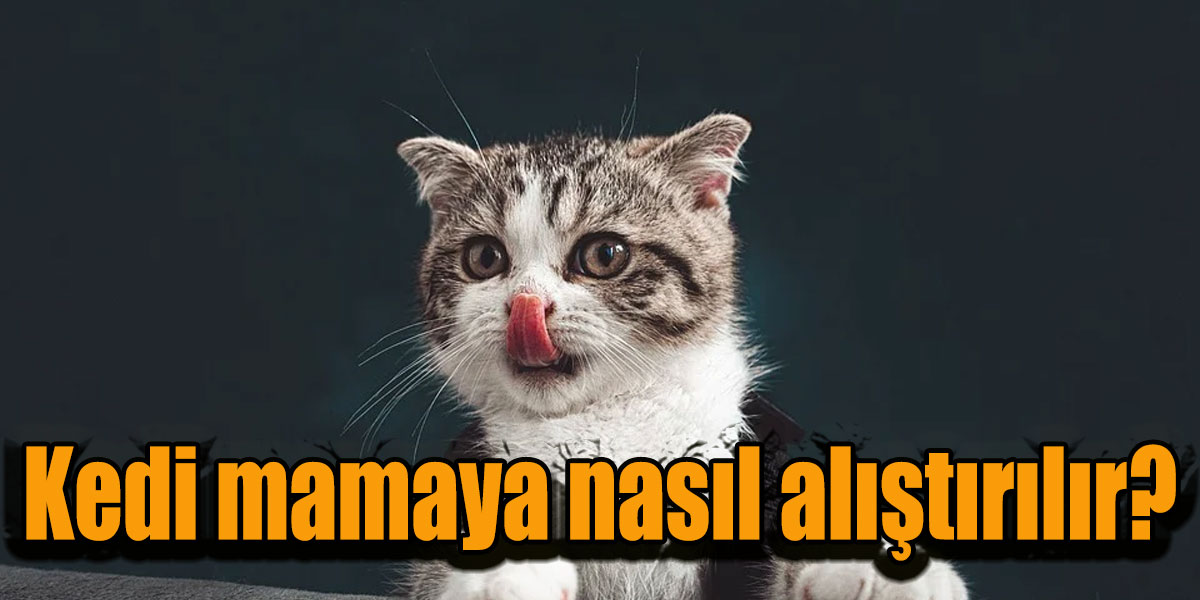 Kedi mamaya nasıl alıştırılır?