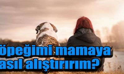 Köpeğimi mamaya nasıl alıştırırım?