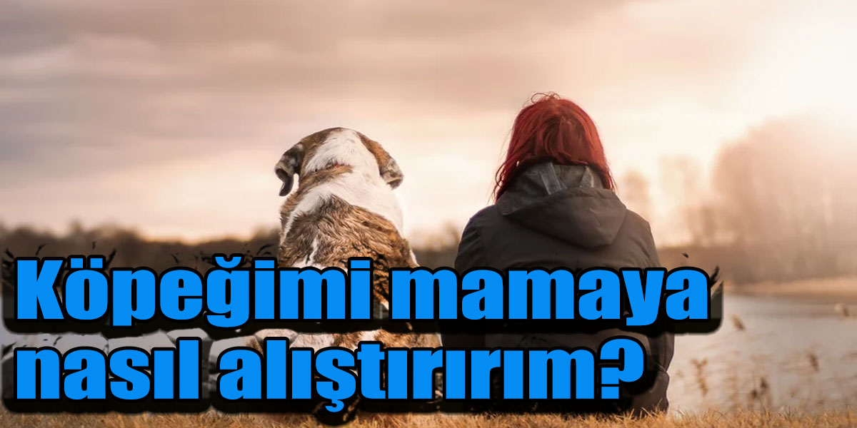 Köpeğimi mamaya nasıl alıştırırım?