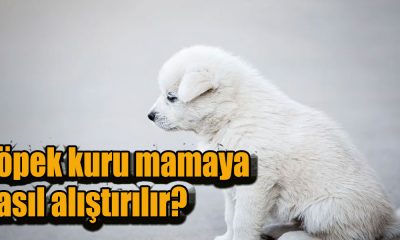 Köpek kuru mamaya nasıl alıştırılır?