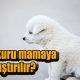 Köpek kuru mamaya nasıl alıştırılır?