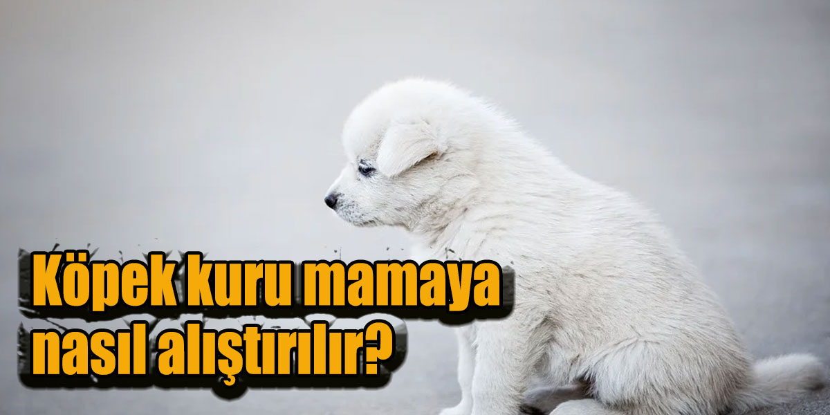 Köpek kuru mamaya nasıl alıştırılır?