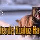 Köpeklerde Kuduz Hastalığı