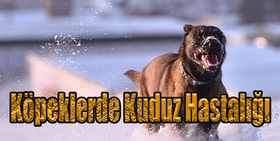 Köpeklerde Kuduz Hastalığı