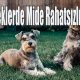 Köpeklerde Mide Rahatsızlıkları