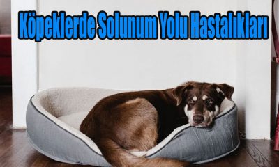 Köpeklerde Solunum Yolu Hastalıkları