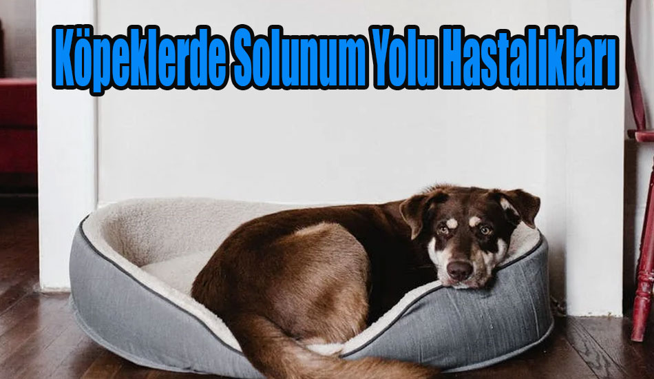 Köpeklerde Solunum Yolu Hastalıkları