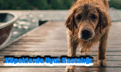 Köpeklerde Uyuz Hastalığı