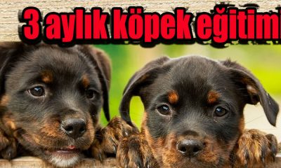 3 aylık köpek eğitimi