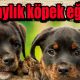 3 aylık köpek eğitimi