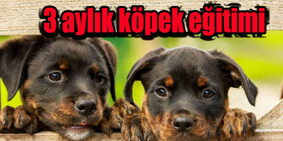 3 aylık köpek eğitimi