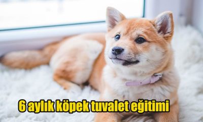 6 aylık köpek tuvalet eğitimi