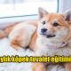 6 aylık köpek tuvalet eğitimi