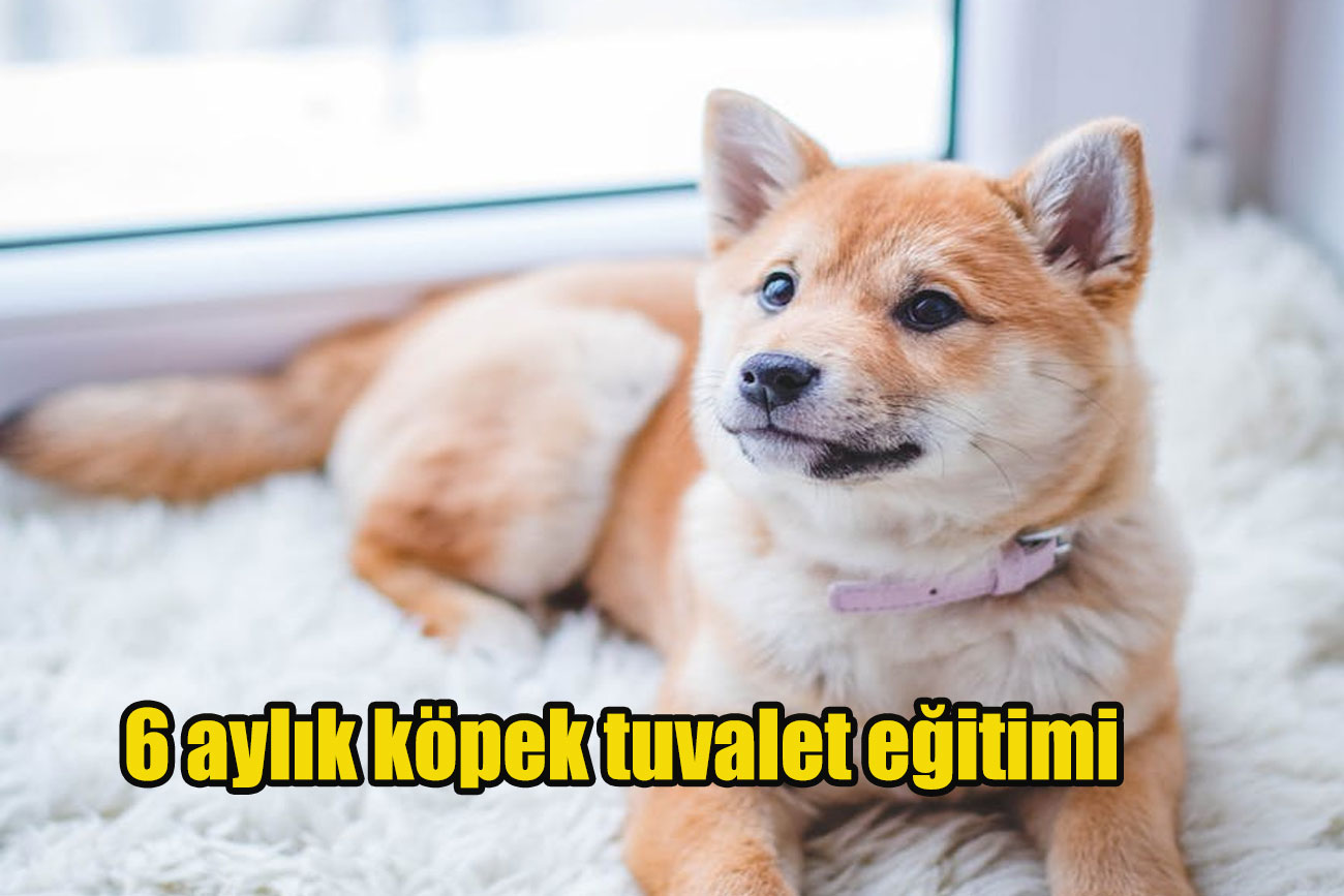 6 aylık köpek tuvalet eğitimi