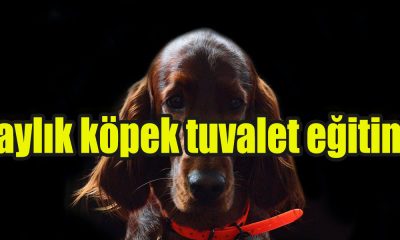 7 aylık köpek tuvalet eğitimi