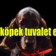 7 aylık köpek tuvalet eğitimi