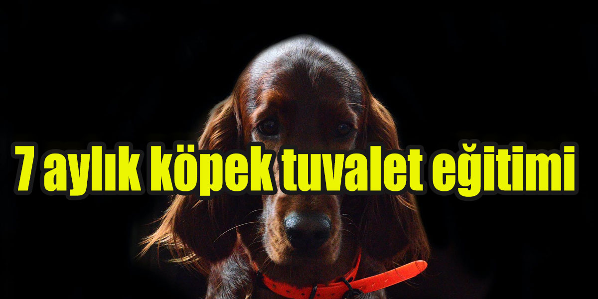 7 aylık köpek tuvalet eğitimi