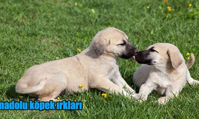 Anadolu köpek ırkları