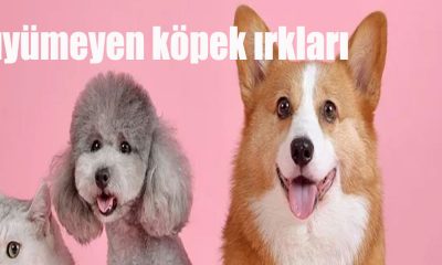 Büyümeyen köpek ırkları