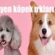 Büyümeyen köpek ırkları