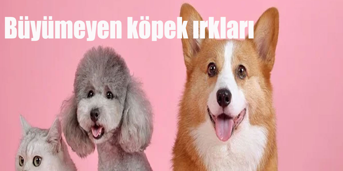 Büyümeyen köpek ırkları