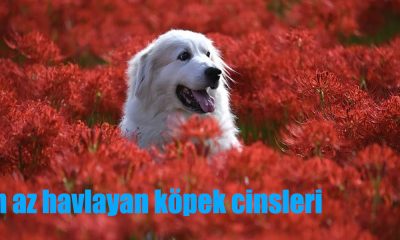 En az havlayan köpek cinsleri