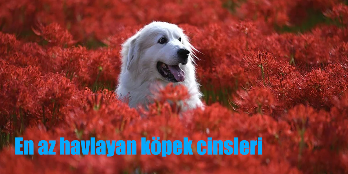 En az havlayan köpek cinsleri