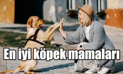 En iyi köpek mamaları