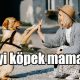 En iyi köpek mamaları