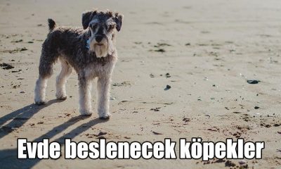 Evde beslenecek köpekler