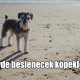 Evde beslenecek köpekler