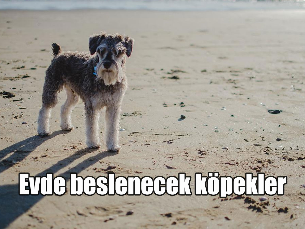 Evde beslenecek köpekler