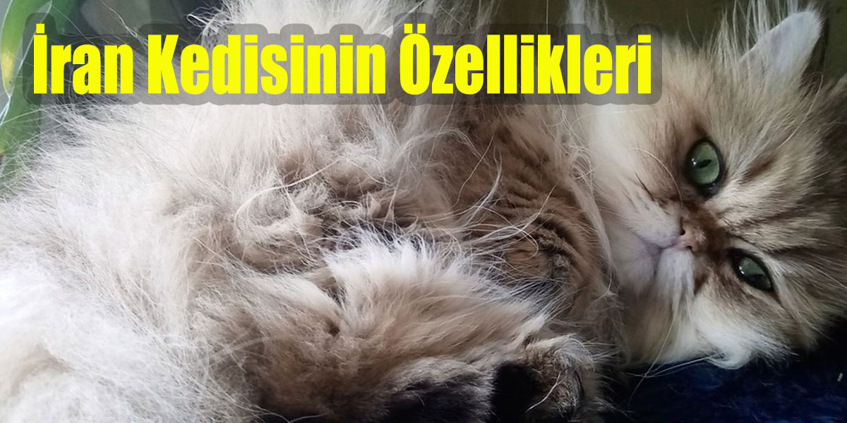 İran Kedisinin Özellikleri