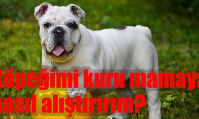 Köpeğimi kuru mamaya nasıl alıştırırım?