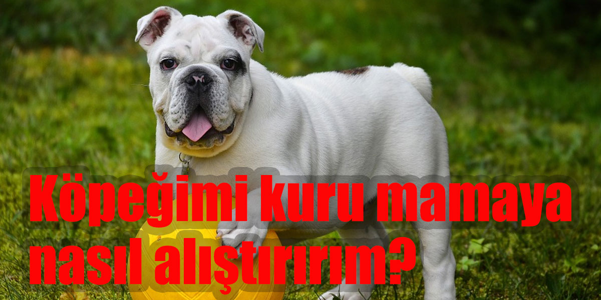 Köpeğimi kuru mamaya nasıl alıştırırım?