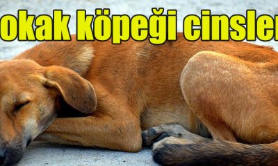 Sokak köpeği cinsleri