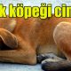 Sokak köpeği cinsleri