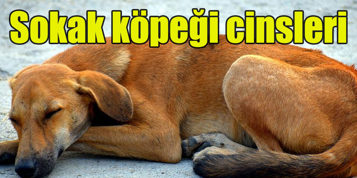 Sokak köpeği cinsleri