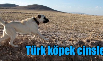 Türk köpek cinsleri