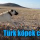 Türk köpek cinsleri