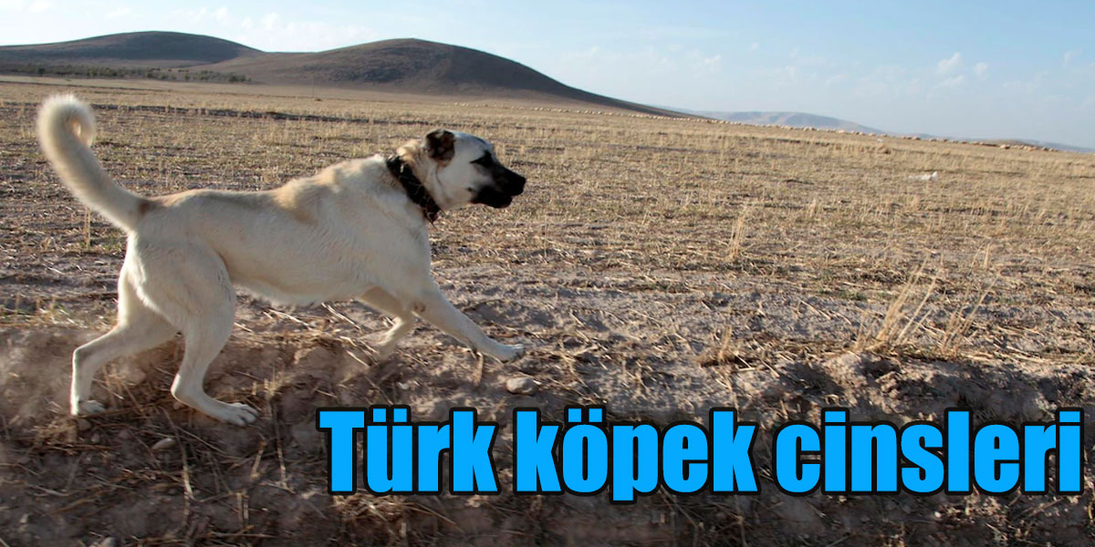 Türk köpek cinsleri