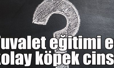 Tuvalet eğitimi en kolay köpek cinsi