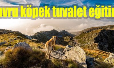 Yavru köpek tuvalet eğitimi