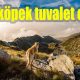 Yavru köpek tuvalet eğitimi