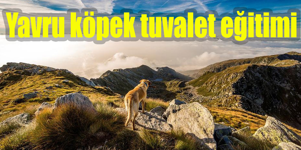 Yavru köpek tuvalet eğitimi