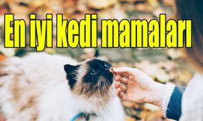 En iyi kedi mamaları