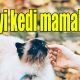 En iyi kedi mamaları