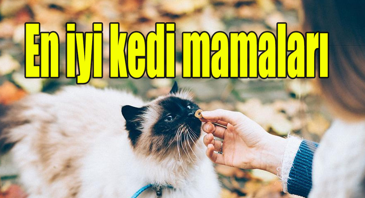 En iyi kedi mamaları