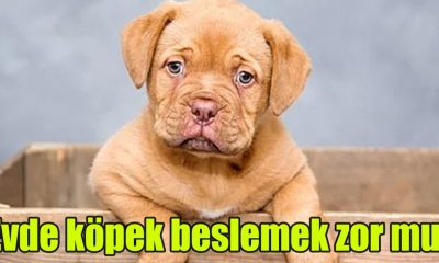 Evde köpek beslemek zor mu?